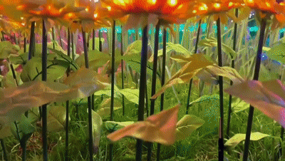 44.gif